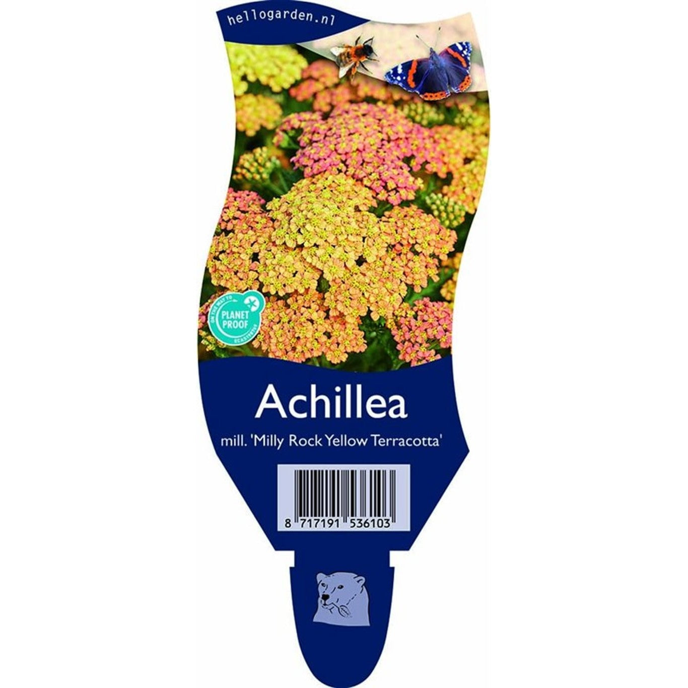 Röllika – Achillea m. 'Milly Rock Yellow Terracotta' - P11